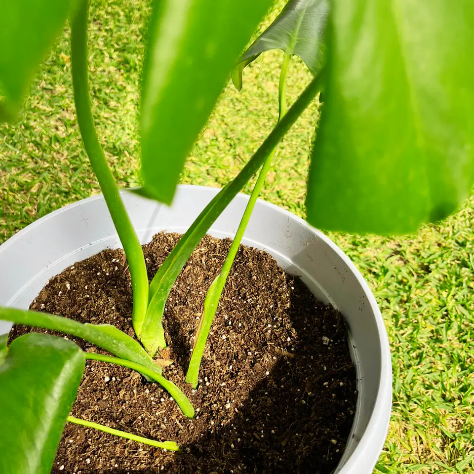 Monstera Deliciosa 4