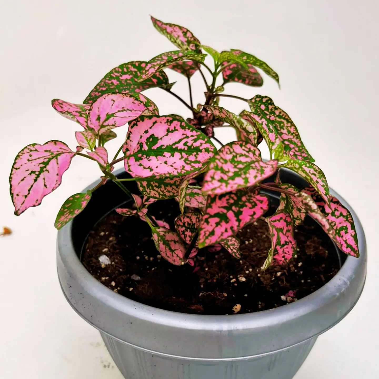 Hypoestes phyllostachya rosa 2