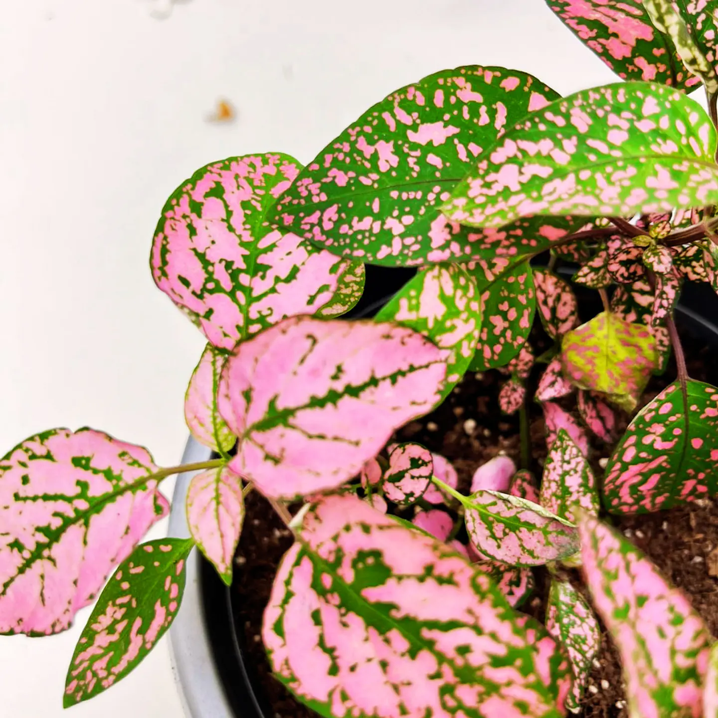 Hypoestes phyllostachya rosa 3