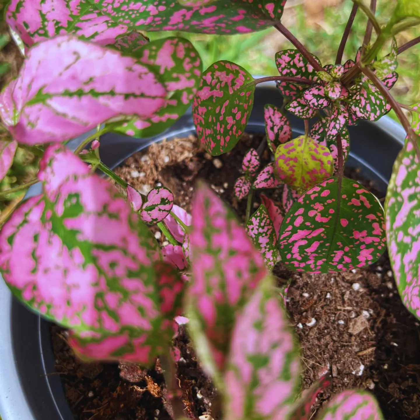 Hypoestes phyllostachya rosa 4