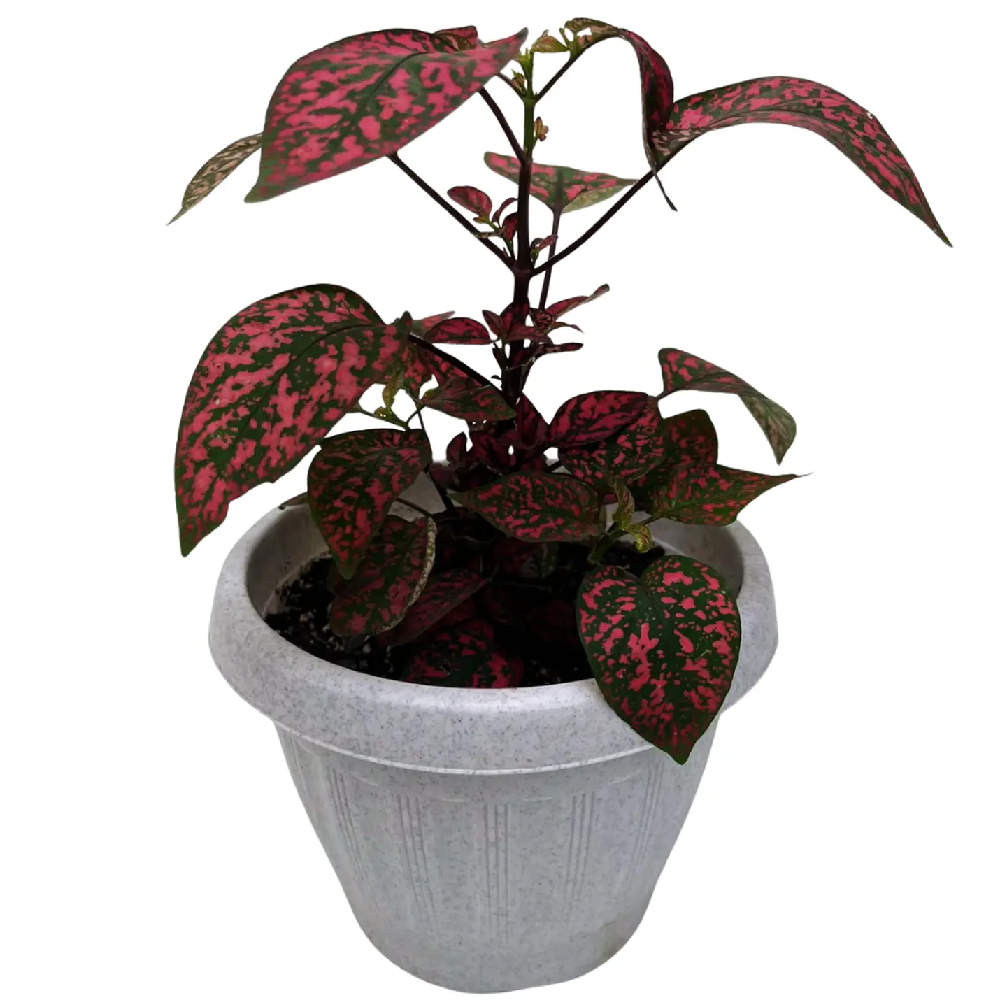 Hypoestes phyllostachya roja 1