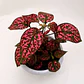 Hypoestes phyllostachya roja - Miniatura 2