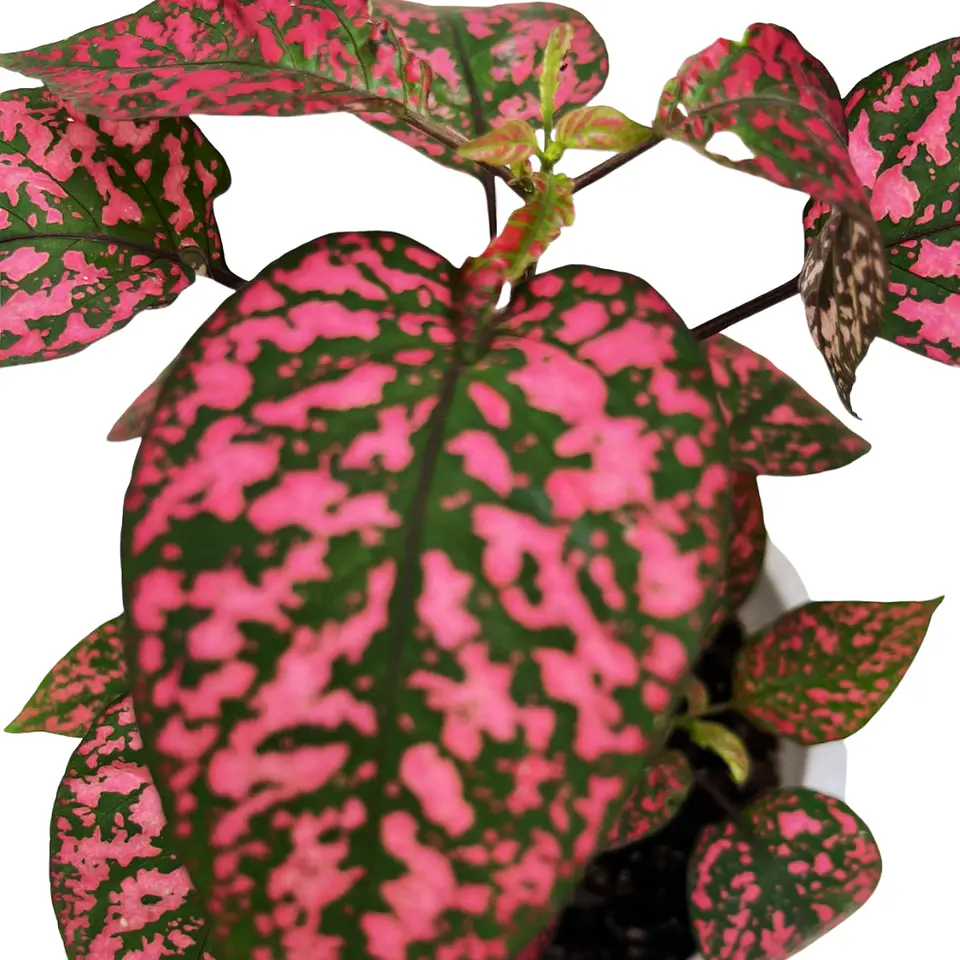 Hypoestes phyllostachya roja 3