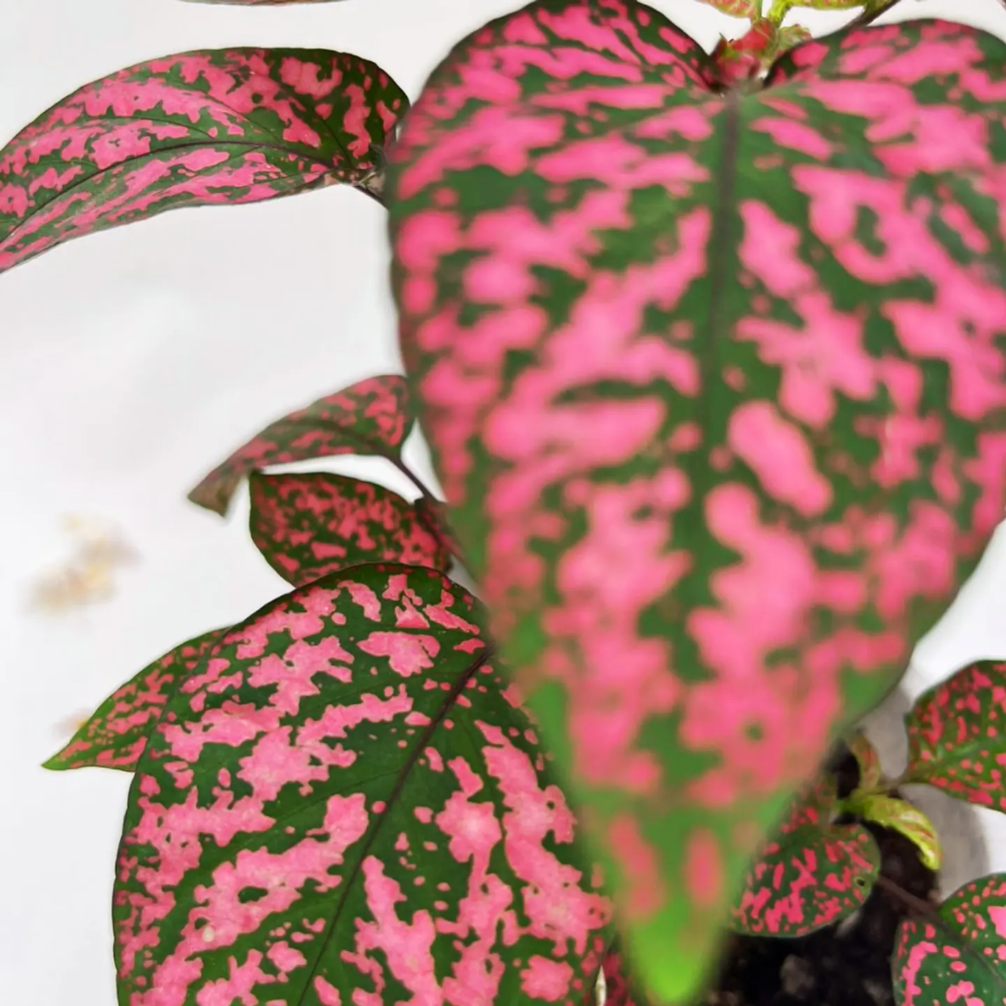 Hypoestes phyllostachya roja 4