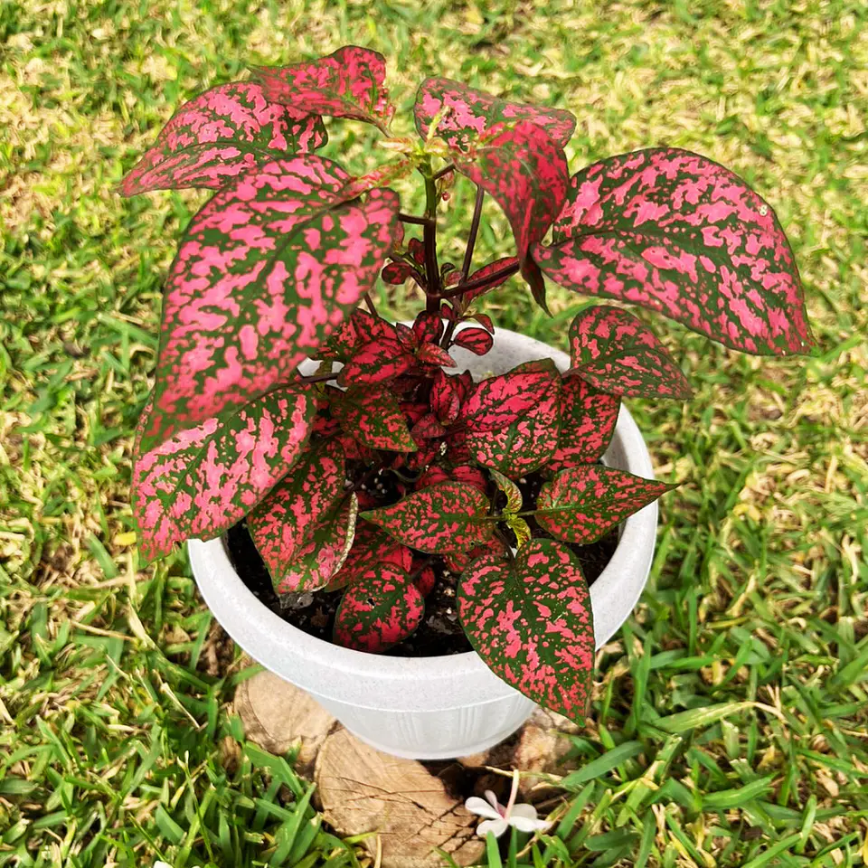 Hypoestes phyllostachya roja 5