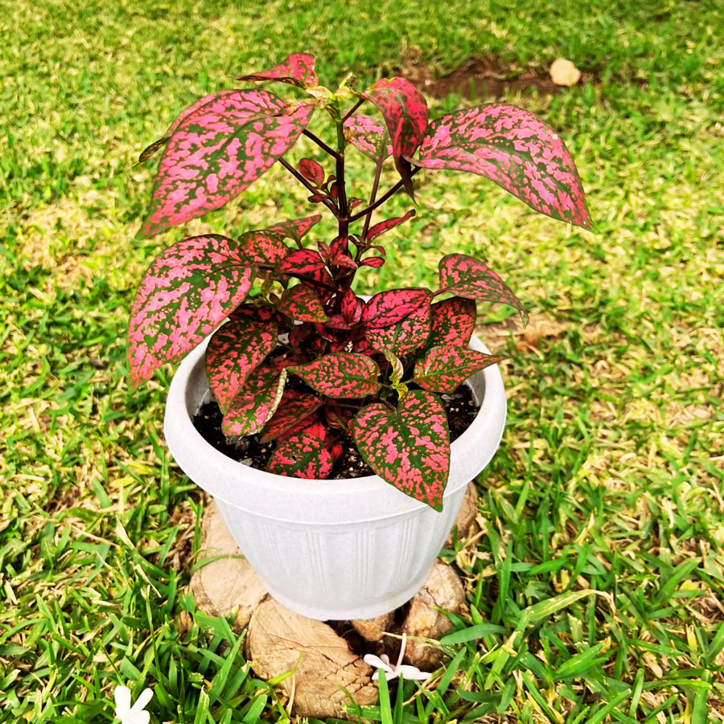 Hypoestes phyllostachya roja 6