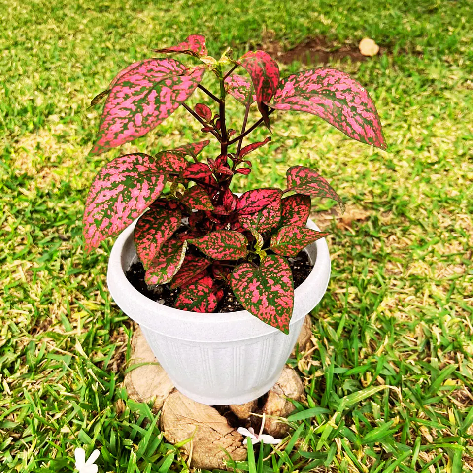 Hypoestes phyllostachya roja 6