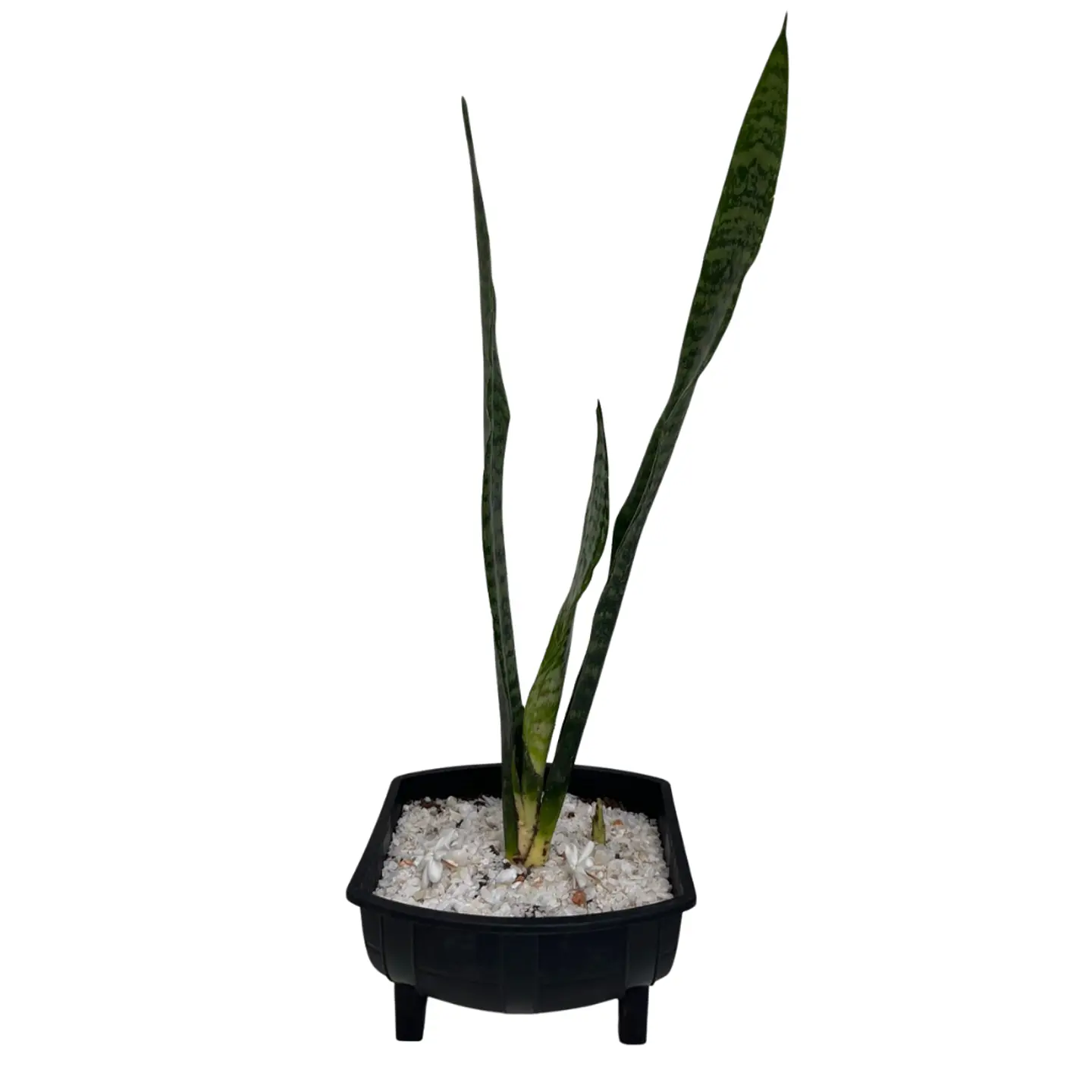 Sansevieria (Lengua de Suegra) 1