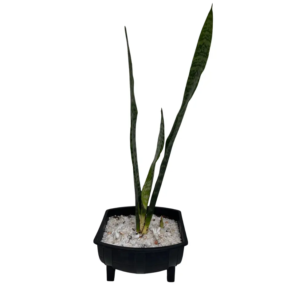 Sansevieria (Lengua de Suegra) 1