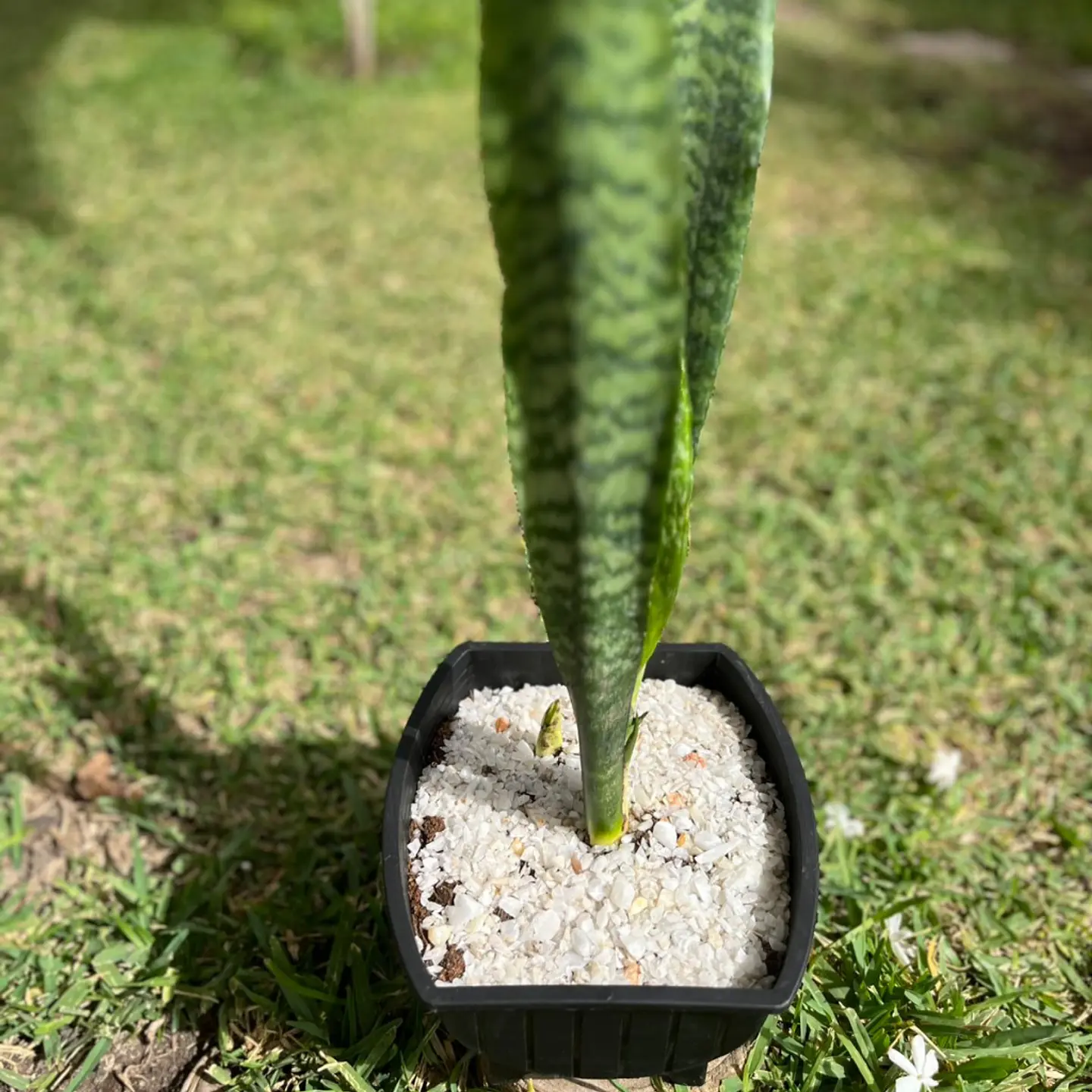 Sansevieria (Lengua de Suegra) 2