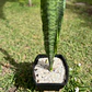 Sansevieria (Lengua de Suegra) - Miniatura 2