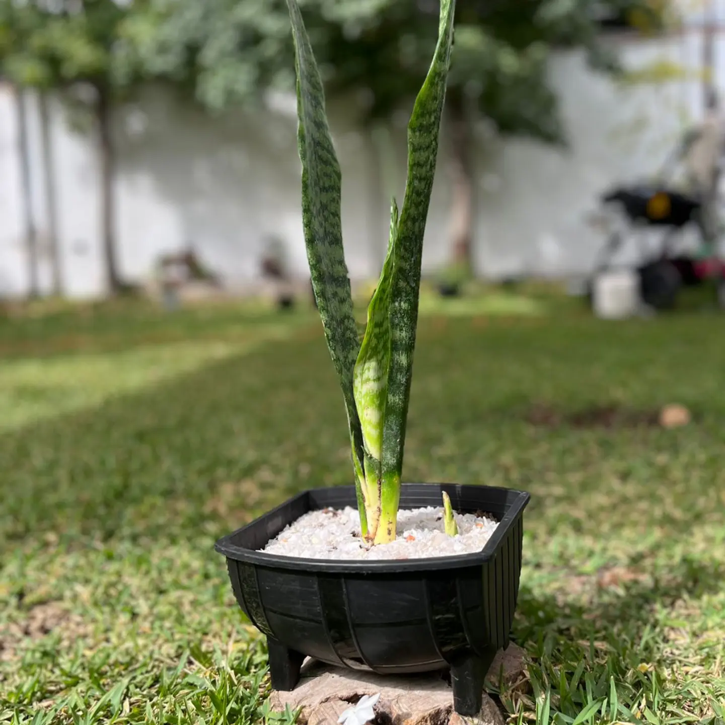 Sansevieria (Lengua de Suegra) 3