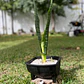 Sansevieria (Lengua de Suegra) - Miniatura 3