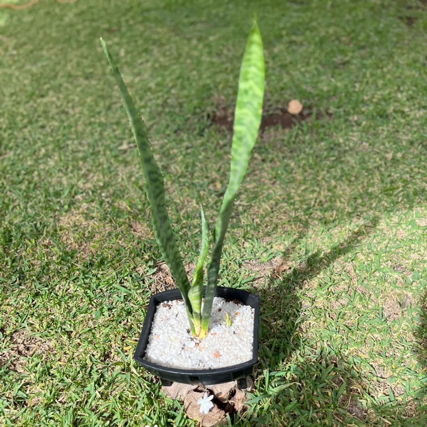 Sansevieria (Lengua de Suegra) 4