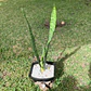 Sansevieria (Lengua de Suegra) - Miniatura 4