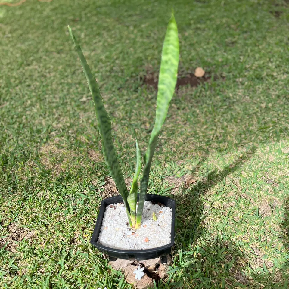 Sansevieria (Lengua de Suegra) 4