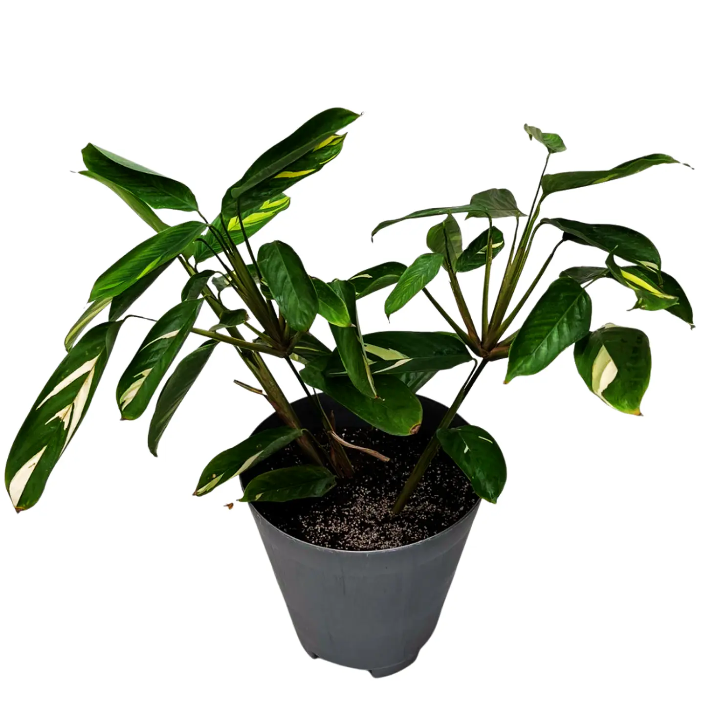 Maranta Arundinacea (Arrurruz) 1