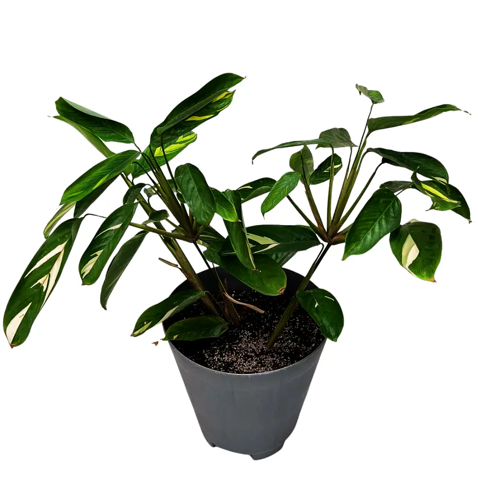 Maranta Arundinacea (Arrurruz) 1