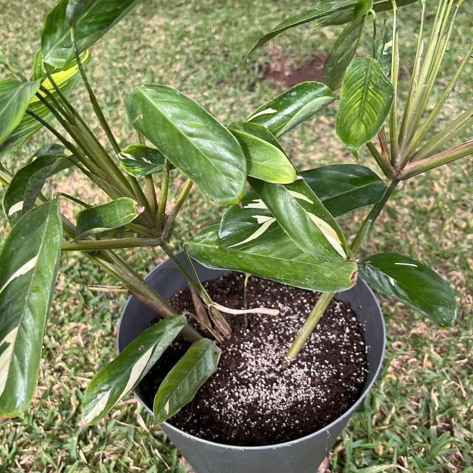 Maranta Arundinacea (Arrurruz) 2