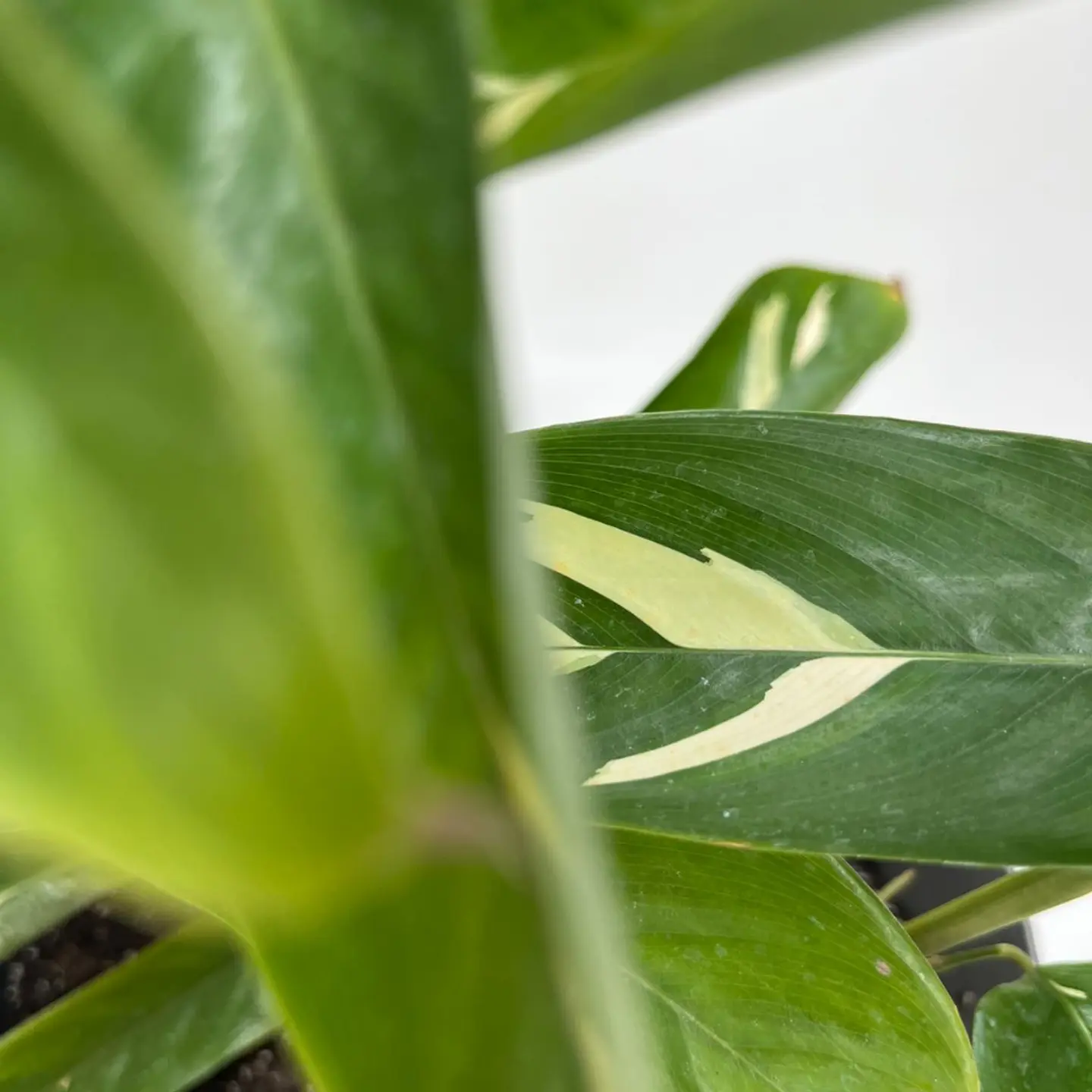 Maranta Arundinacea (Arrurruz) 3