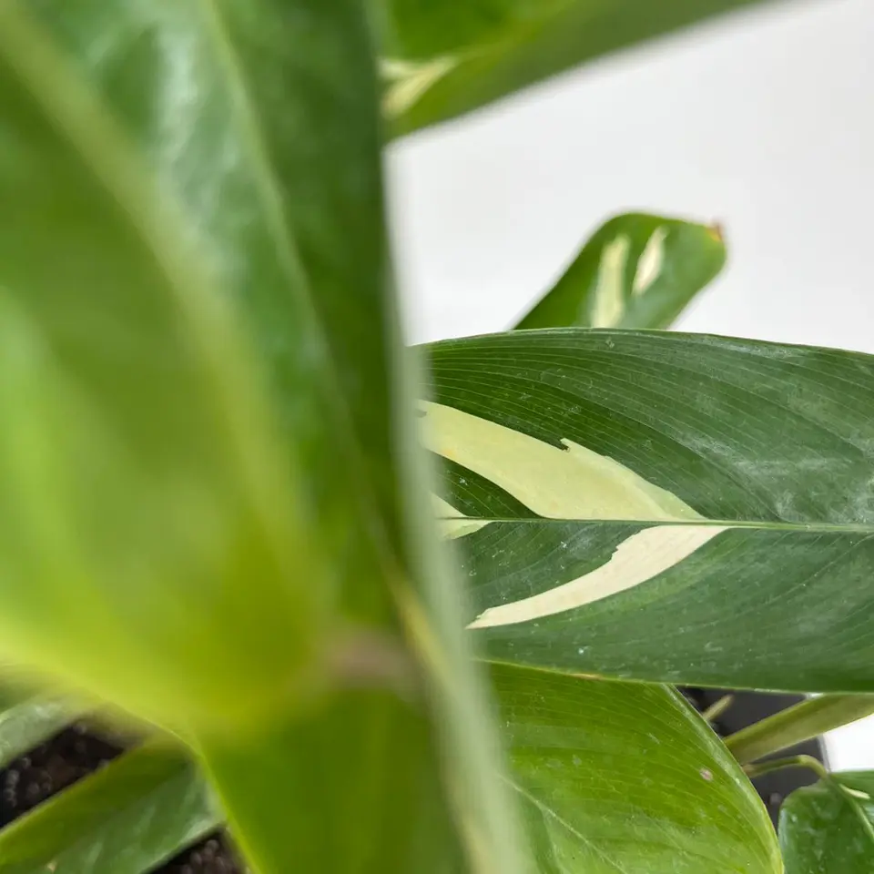 Maranta Arundinacea (Arrurruz) 3