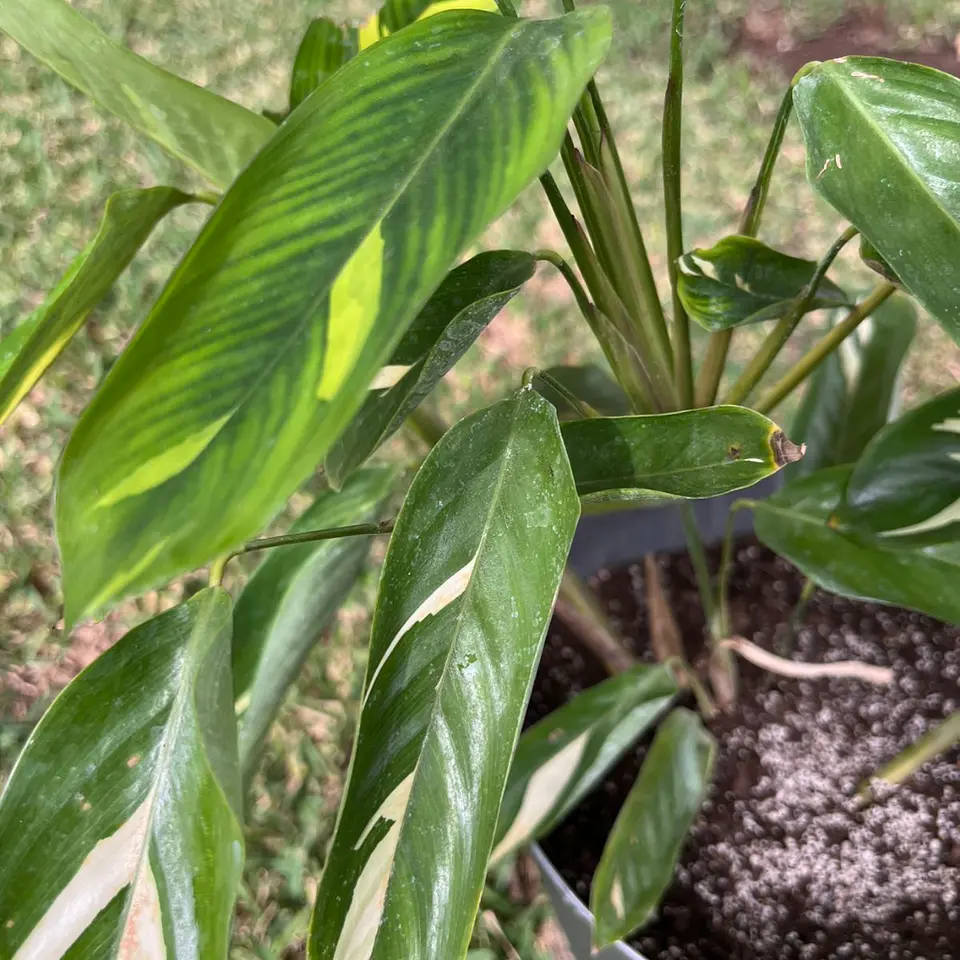 Maranta Arundinacea (Arrurruz) 4