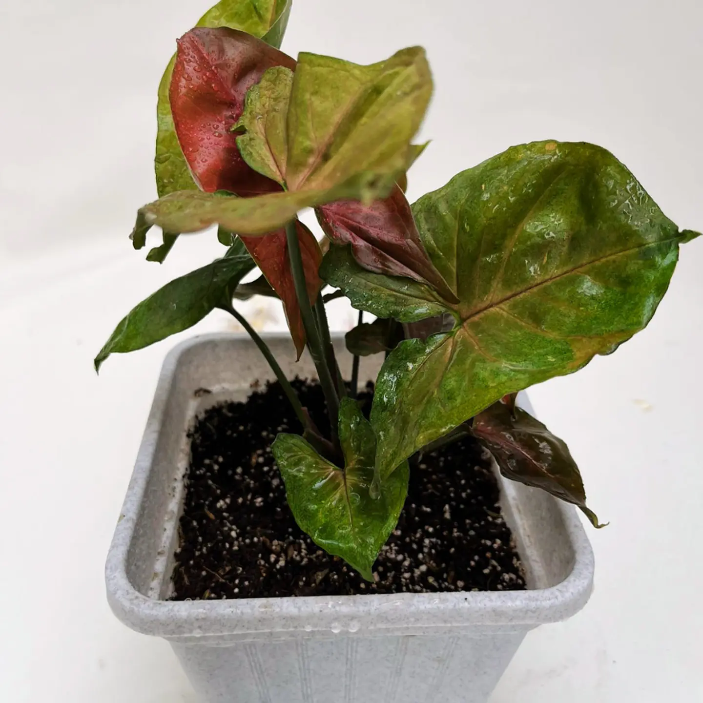Singonio podophyllum 2