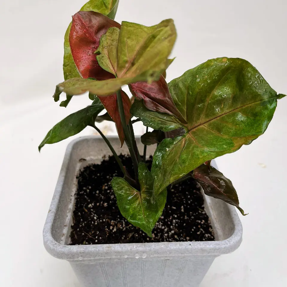 Singonio podophyllum 2