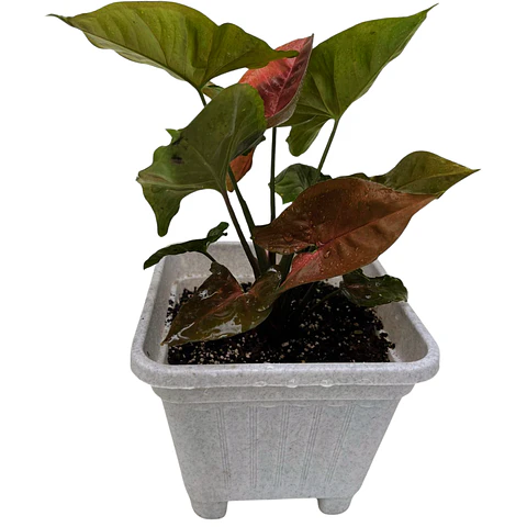 Singonio podophyllum