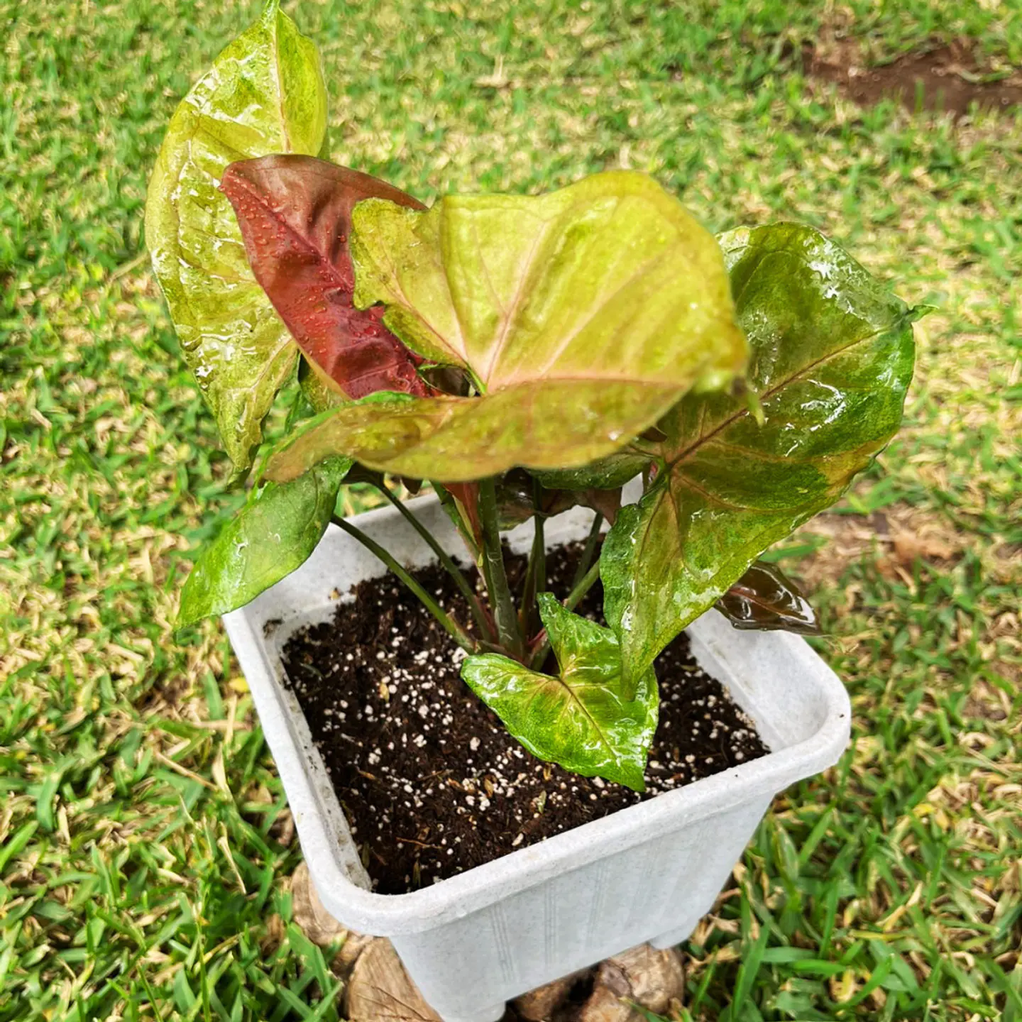 Singonio podophyllum 4
