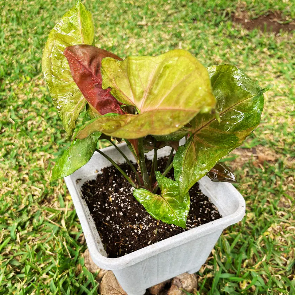 Singonio podophyllum 4