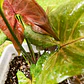Singonio podophyllum - Miniatura 6