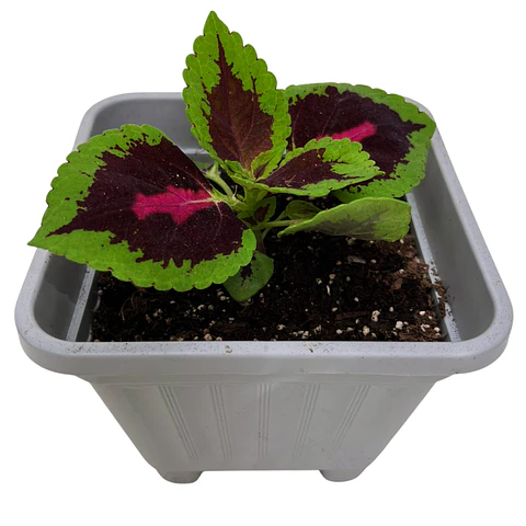 Coleus (Solenostemon)