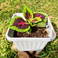 Coleus (Solenostemon) - Miniatura 3