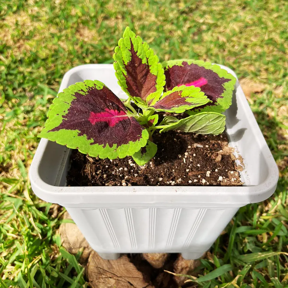 Coleus (Solenostemon) 3