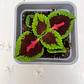 Coleus (Solenostemon) - Miniatura 4