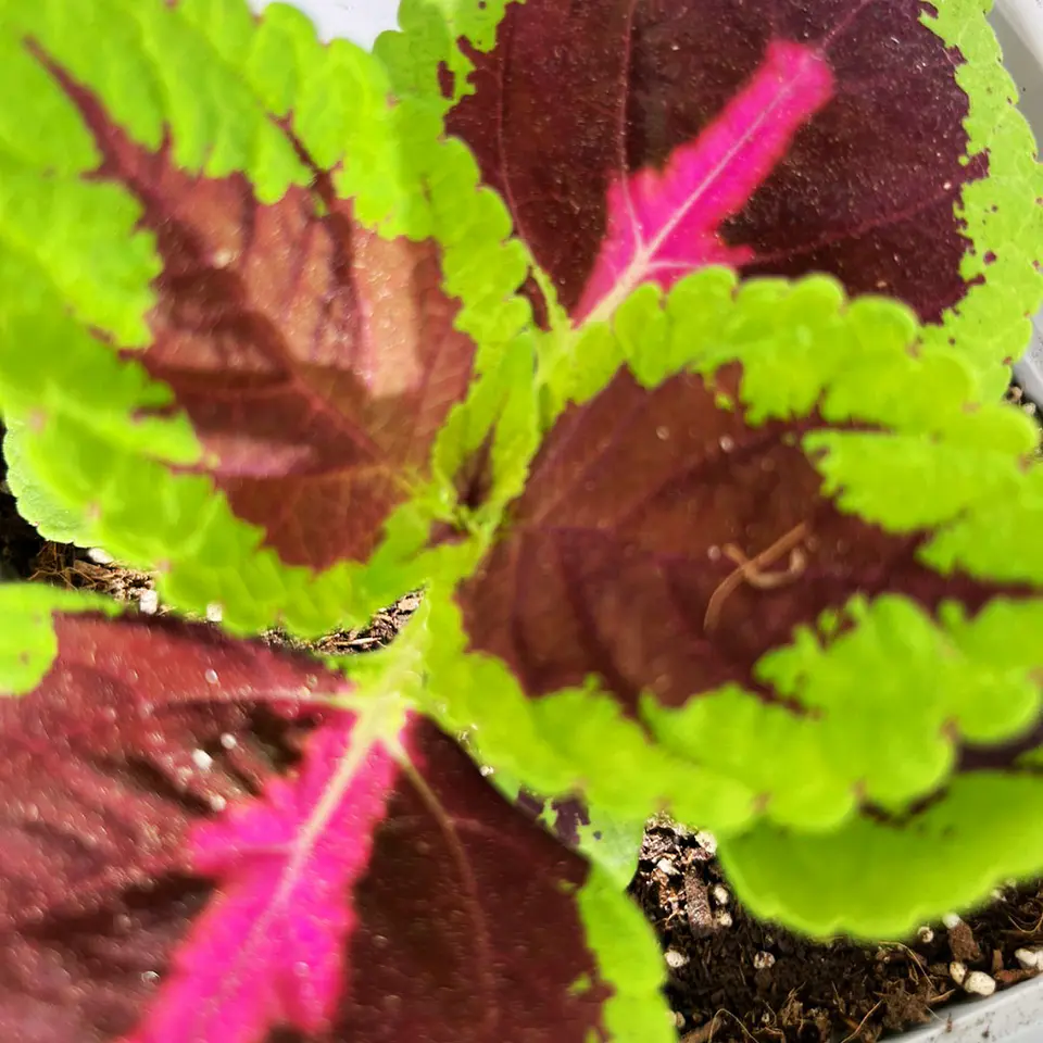 Coleus (Solenostemon) 2