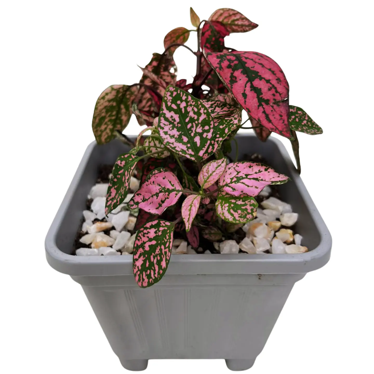 Hypoestes phyllostachya DUO (roja y rosa) 1