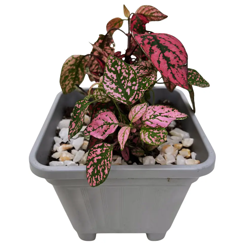 Hypoestes phyllostachya DUO (roja y rosa) 1