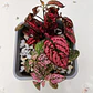 Hypoestes phyllostachya DUO (roja y rosa) - Miniatura 3