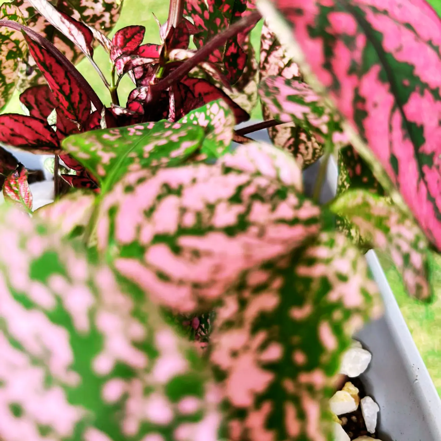 Hypoestes phyllostachya DUO (roja y rosa) 2