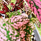 Hypoestes phyllostachya DUO (roja y rosa) - Miniatura 2
