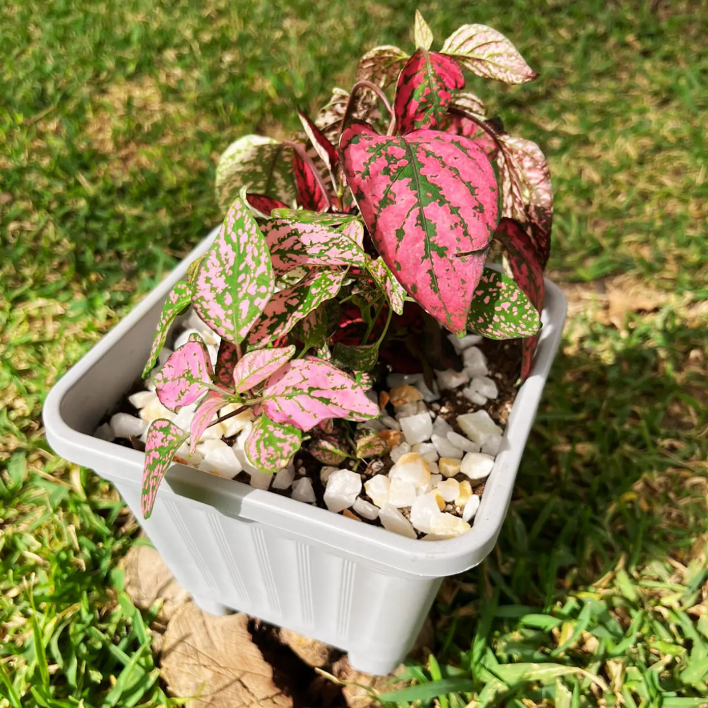 Hypoestes phyllostachya DUO (roja y rosa) 4