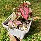 Hypoestes phyllostachya DUO (roja y rosa) - Miniatura 4