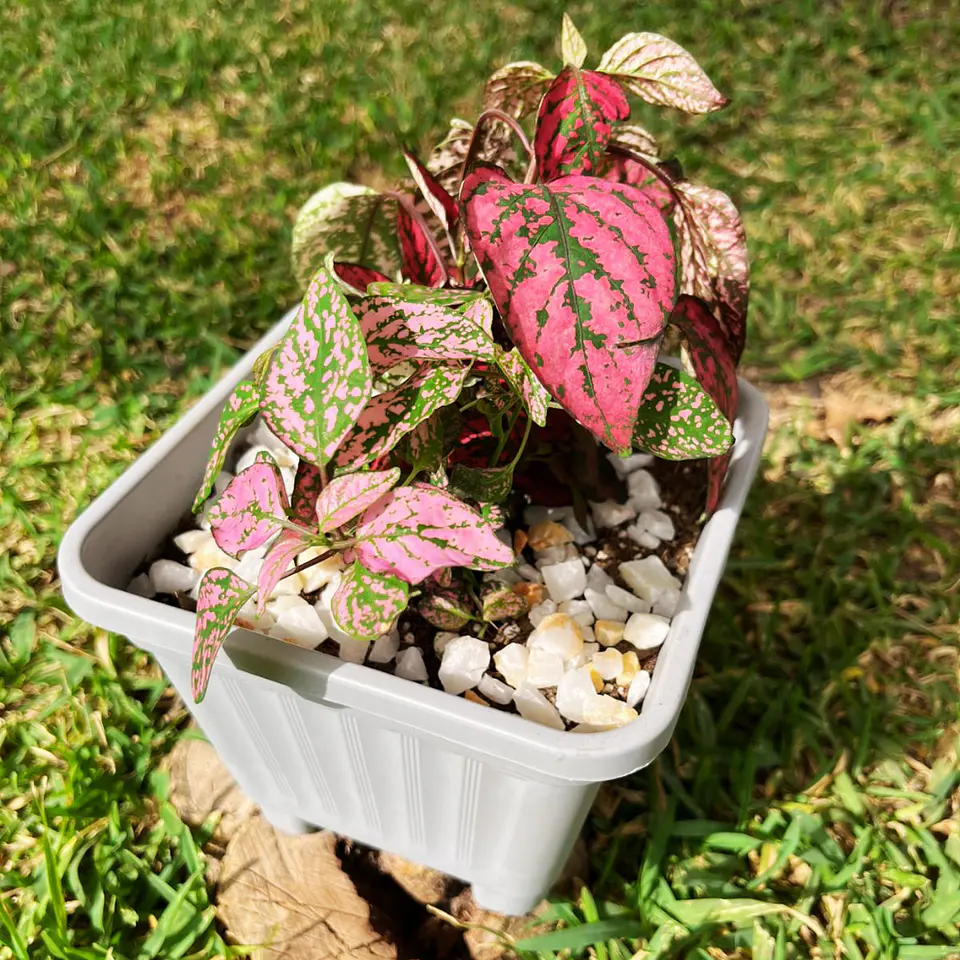 Hypoestes phyllostachya DUO (roja y rosa) 4