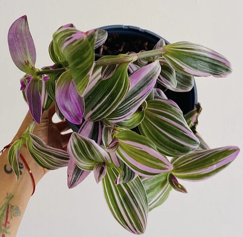 Tradescantia pink