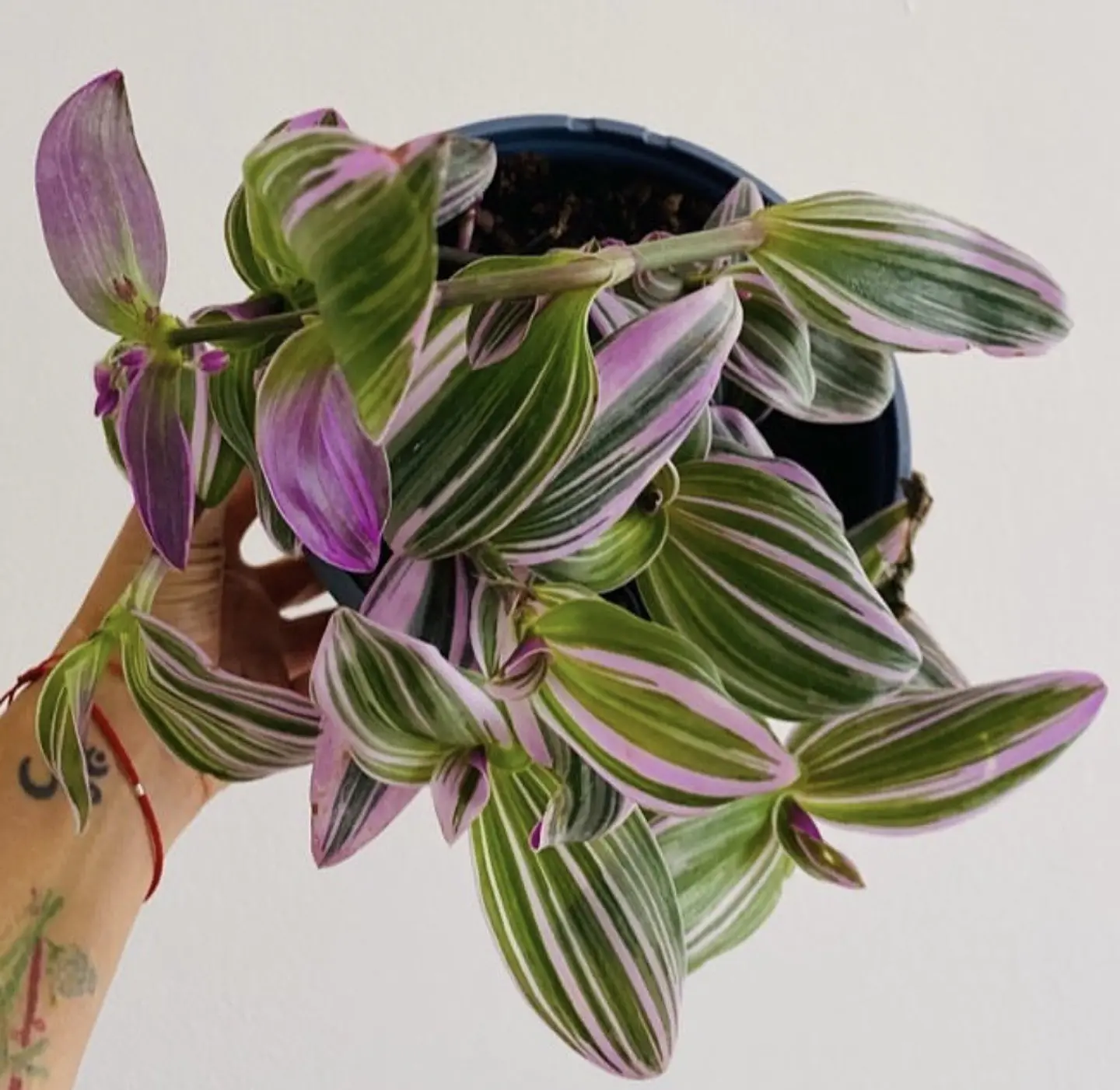 Tradescantia pink 1