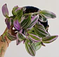 Tradescantia pink - Miniatura 1