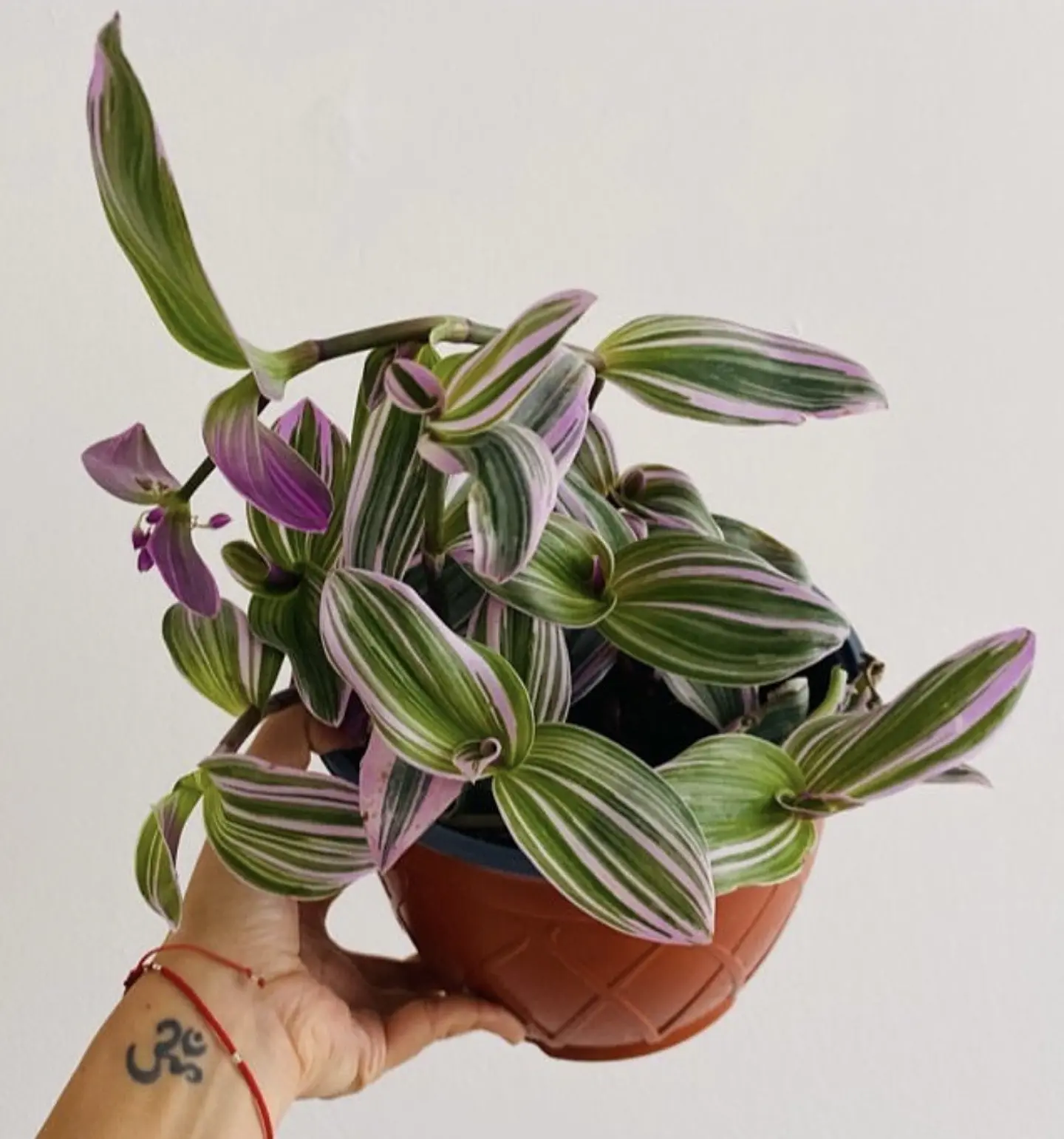 Tradescantia pink 2