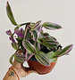 Tradescantia pink - Miniatura 2